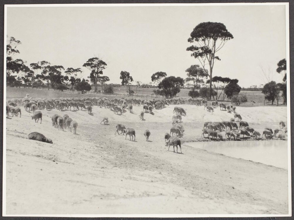 Sheep at dam, Corrigin