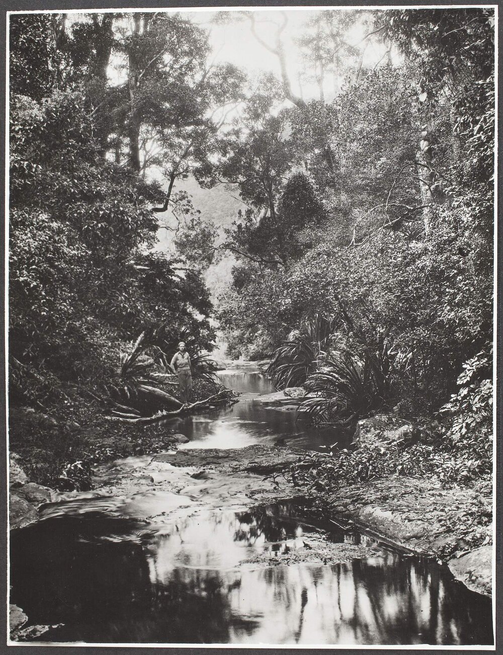 Moran&rsquo;s Creek, National Park, Lamington, Queensland