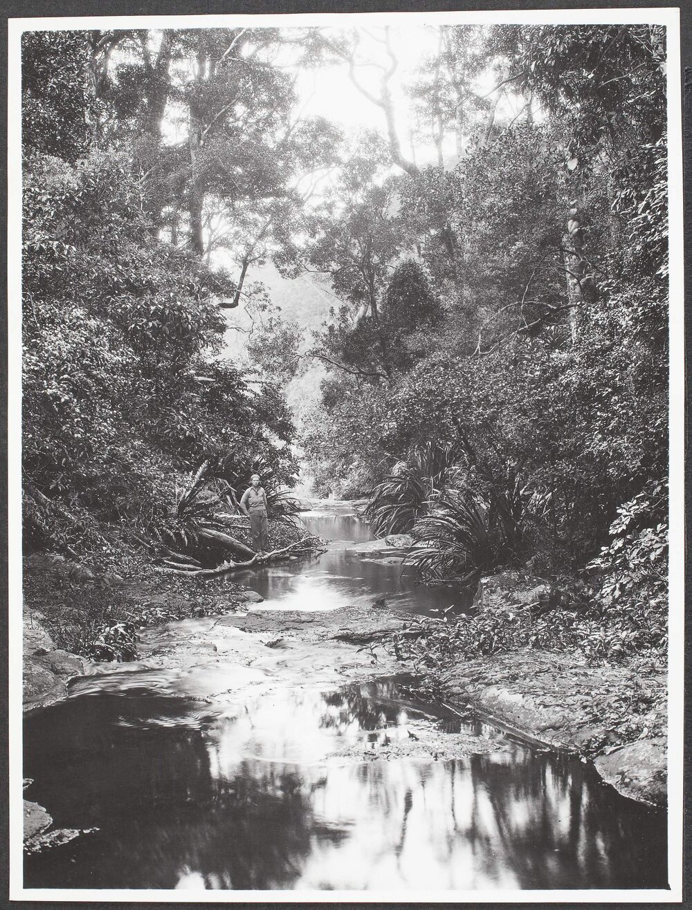 Moran's Creek, above Moran's Falls, Lamington National Park, South Queensland