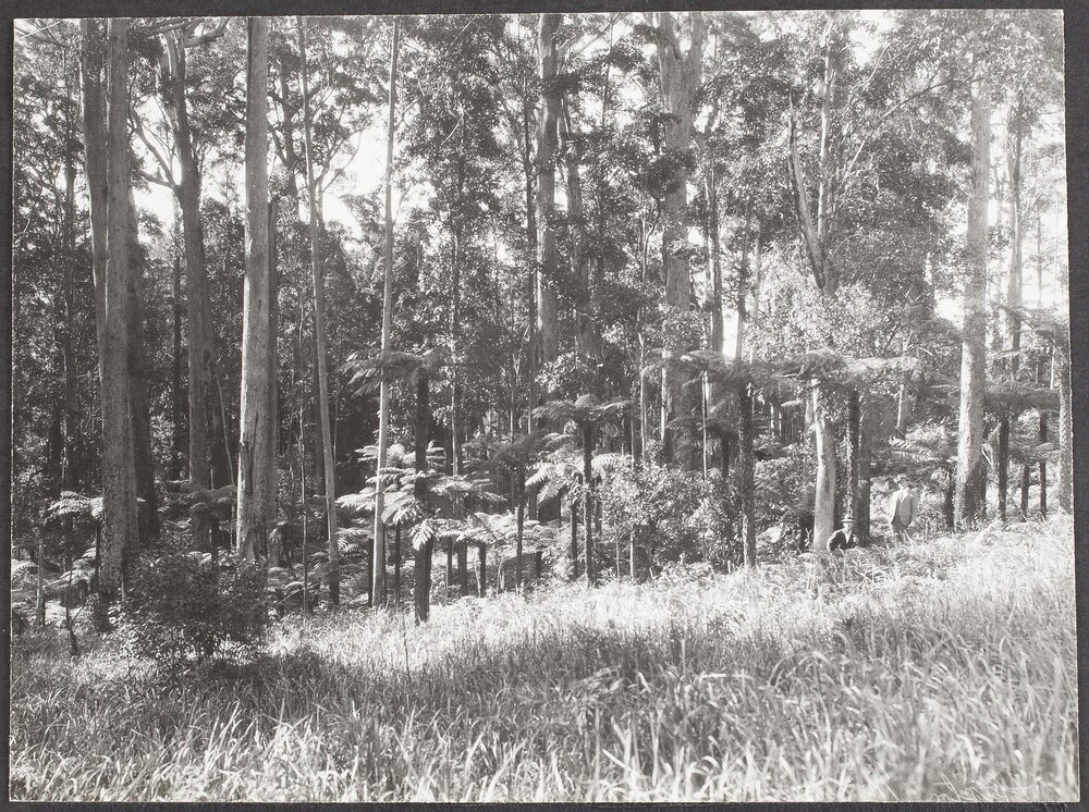 View at Flaxton, Blackall Range, South Queensland
