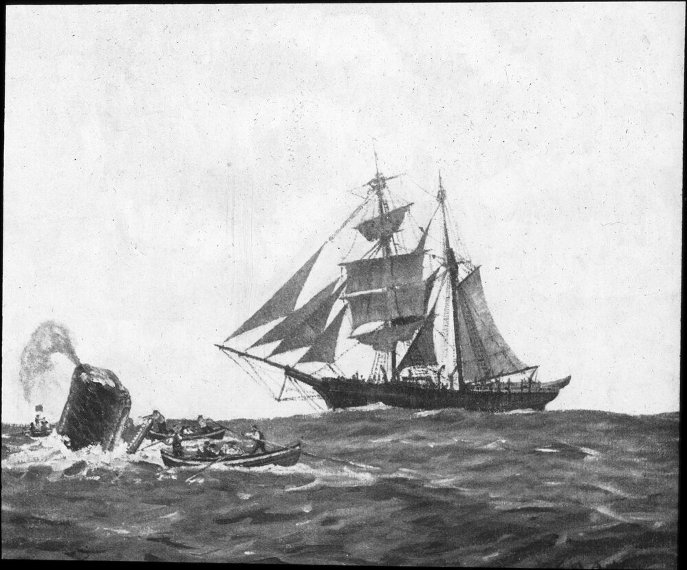 A whale hunt