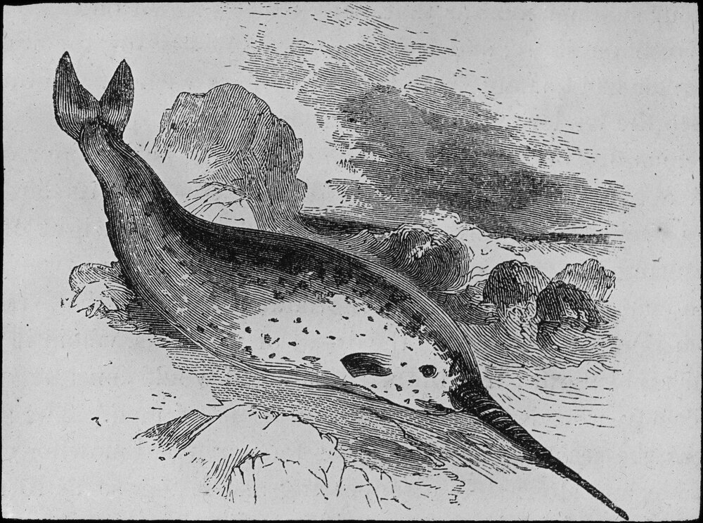 The narwhal