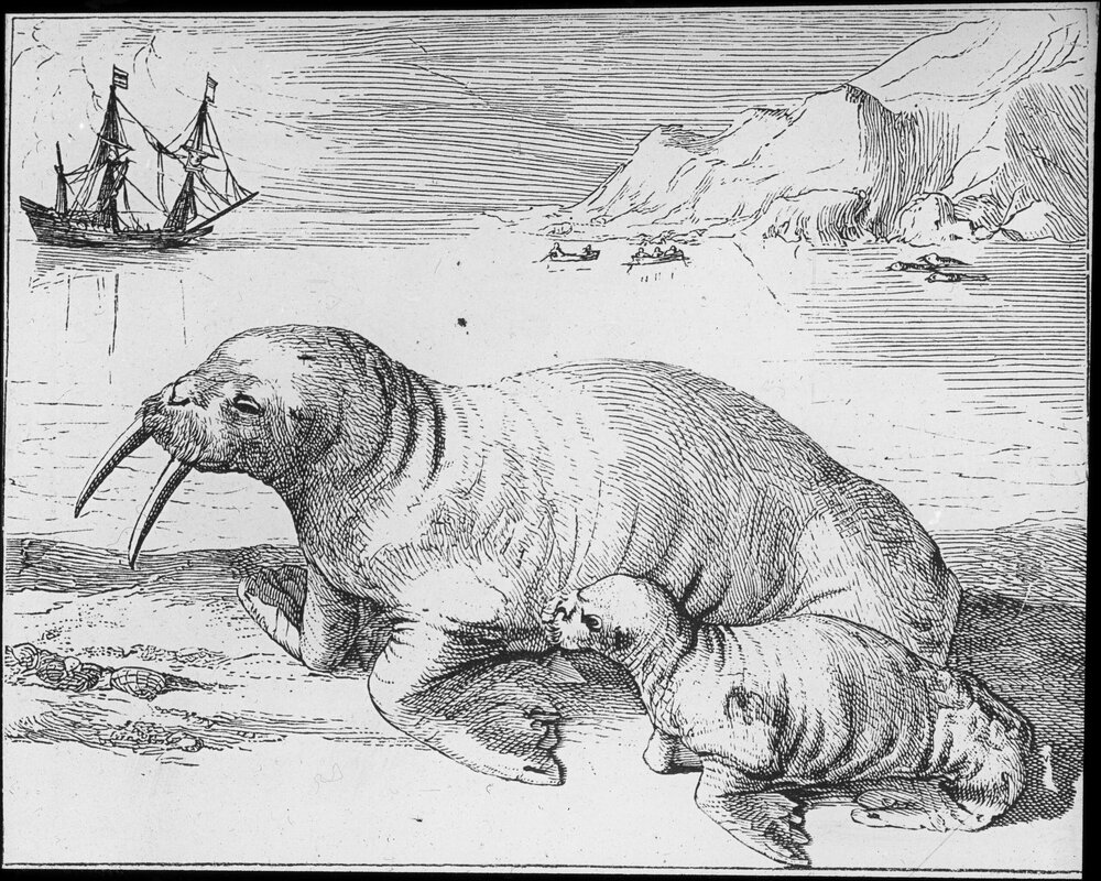 Female walrus and young