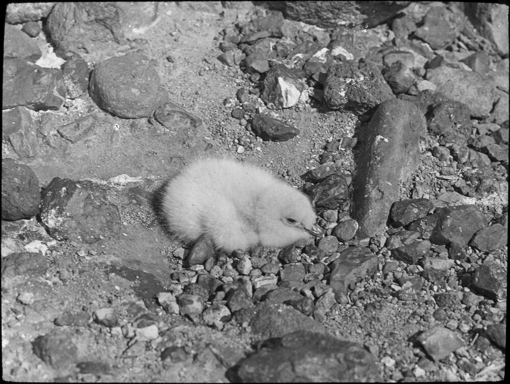 Skua gull (Catharacta skua) at Cape Adare