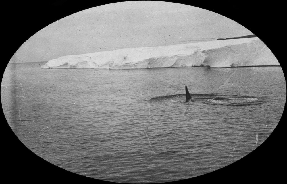 A killer whale sounding