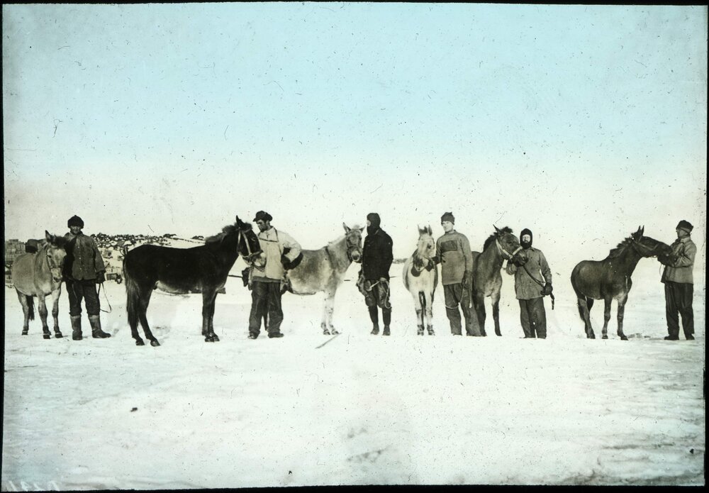 Excercising mules in 1912