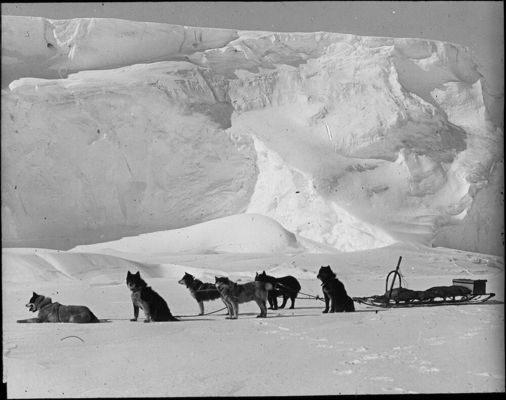 Ice wall or glacier with dog sledge