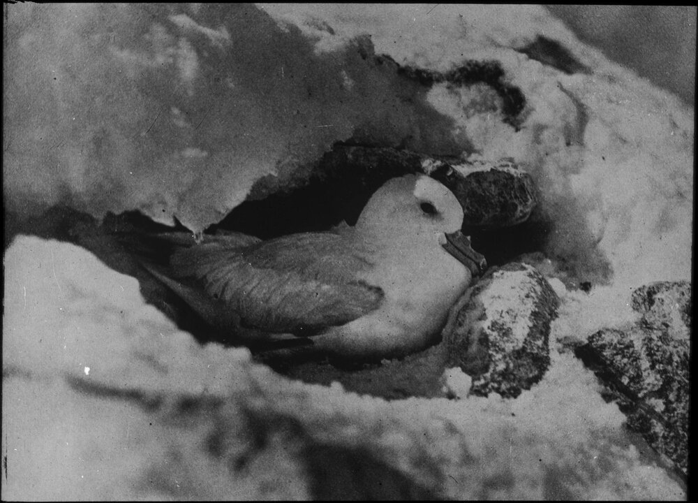 Silver grey petrel, or Southern Fulmar on nest