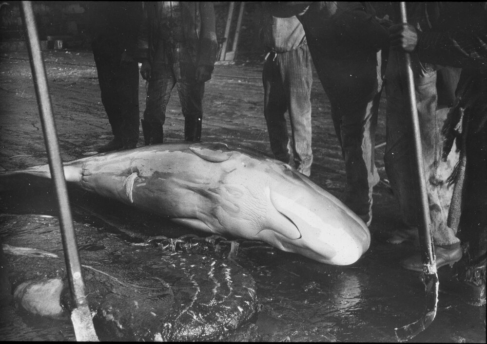 Foetus of a sperm whale