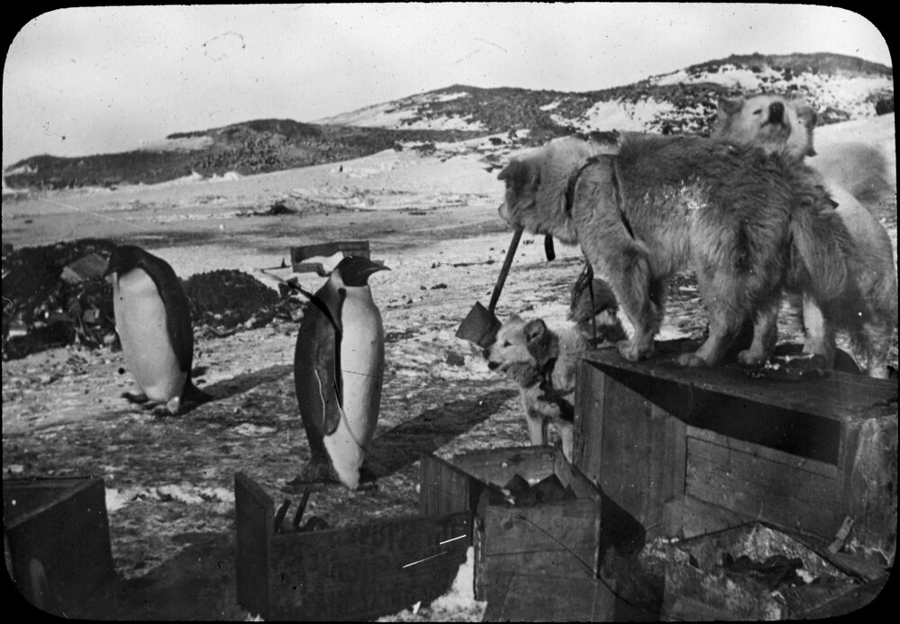 Dogs and emperor penguins