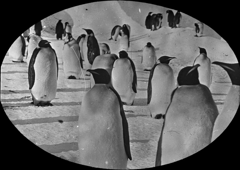 Group of emperor penguins