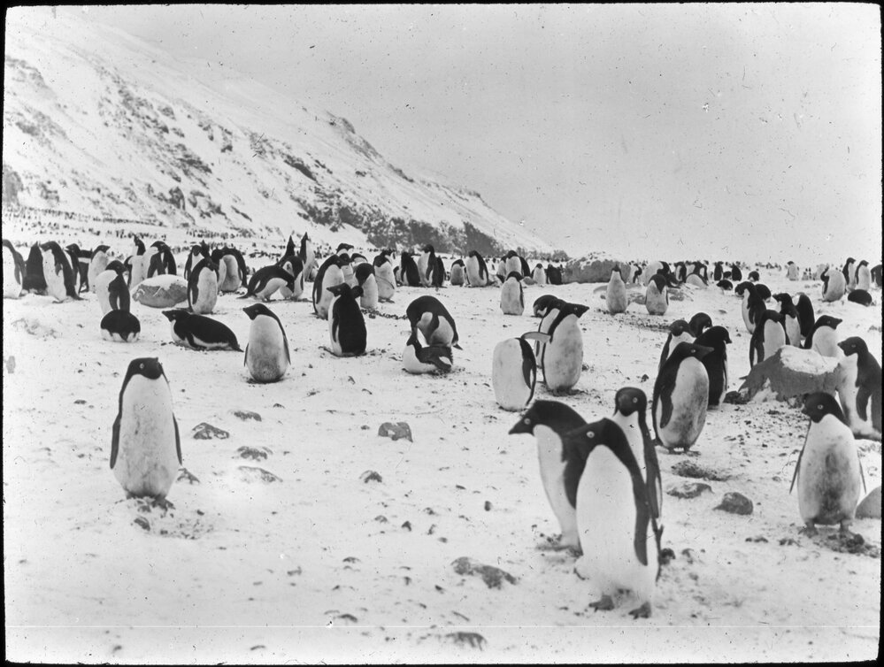 Adelie penguins