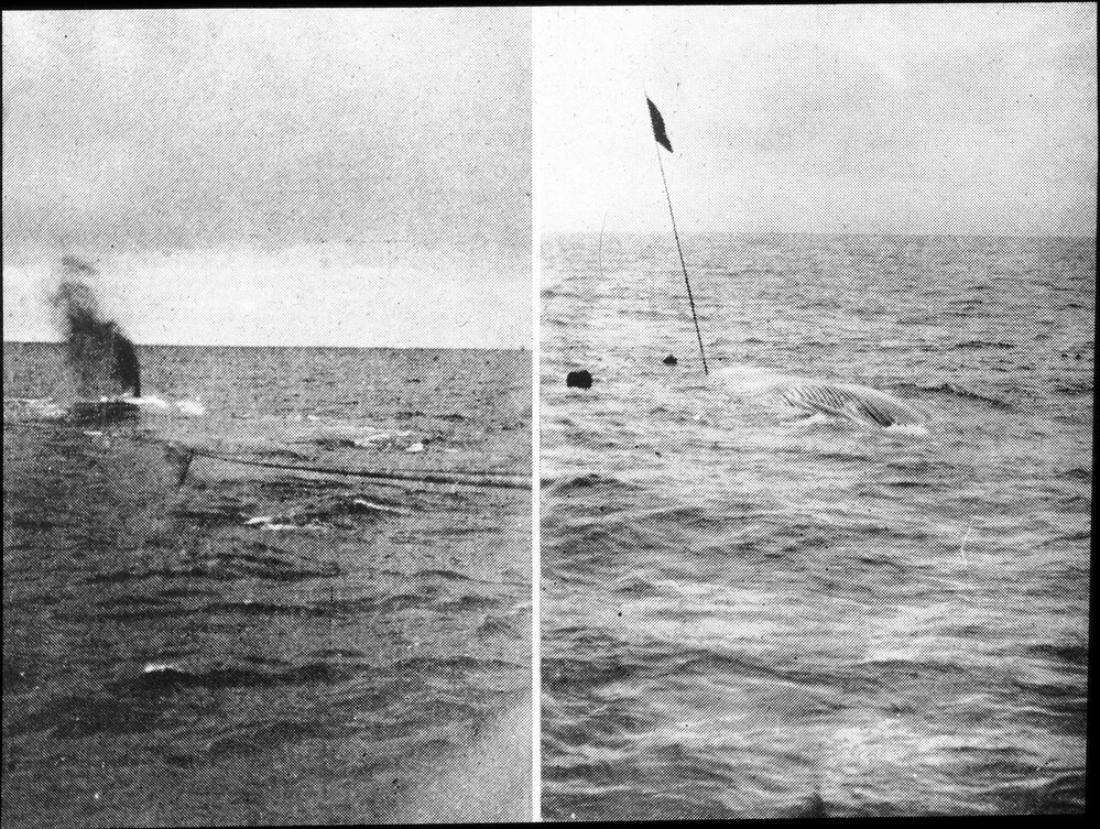 Striking a blue whale