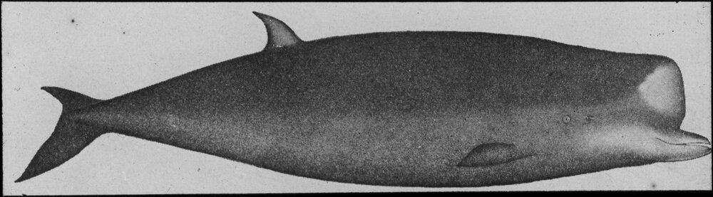 Bottlenose dolphin