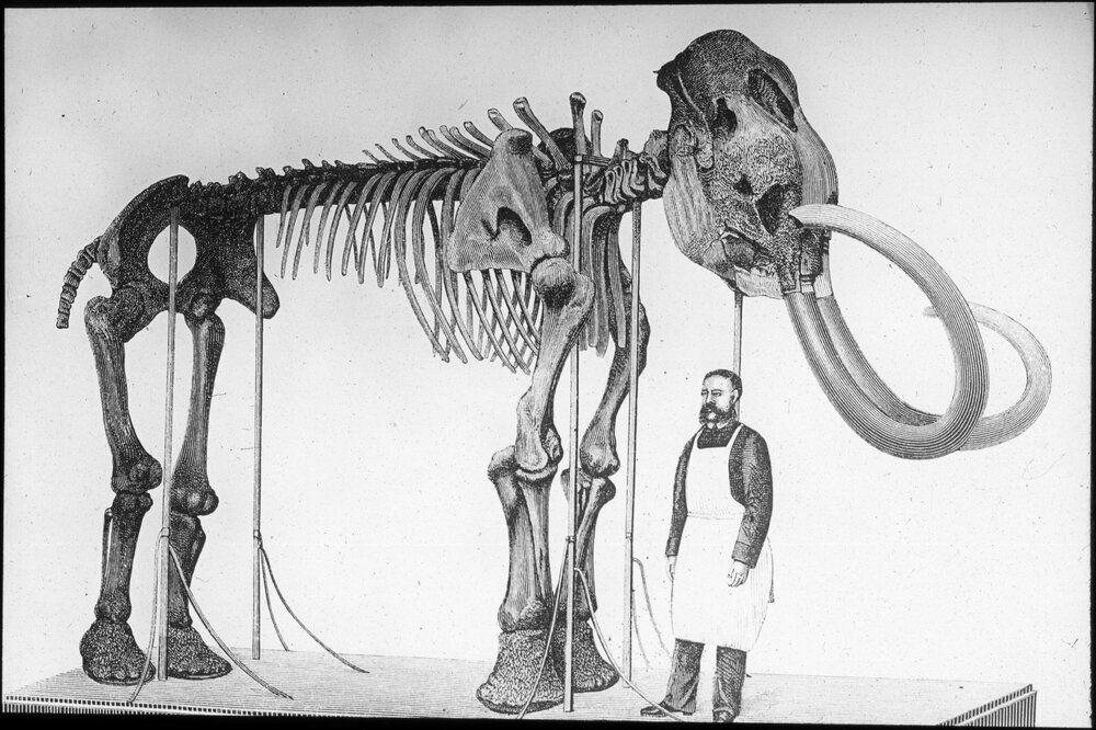Mammoth skeleton in the Imperial Museum, St Petersburgh