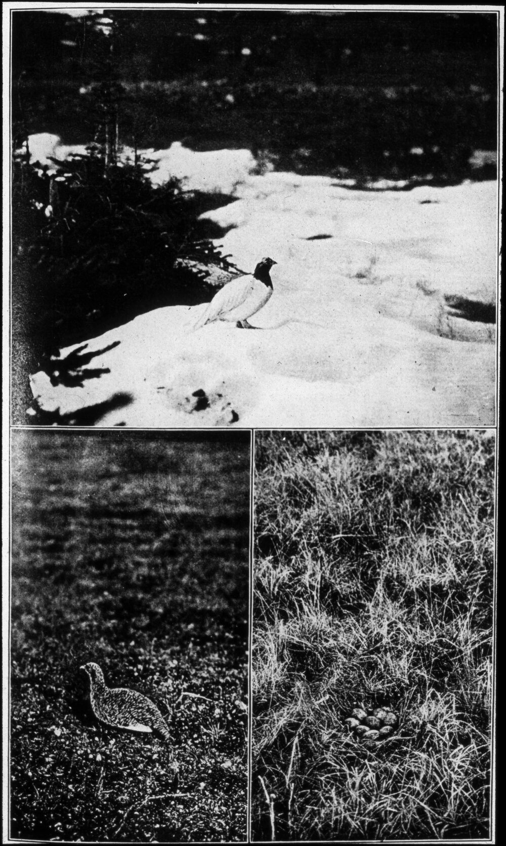 Ptarmigan birds