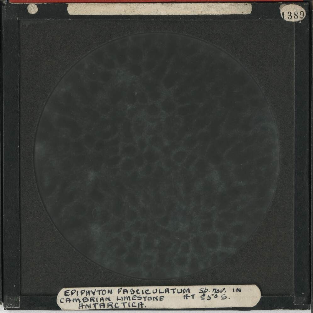Epiphyton Fasiculatum in cambrian limestone