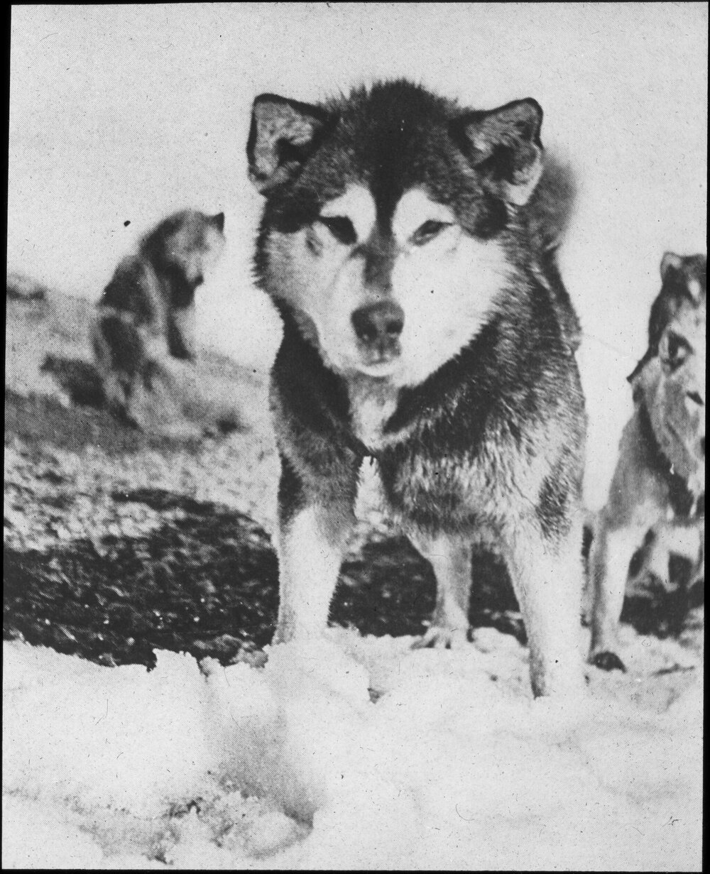 Eskimo dog