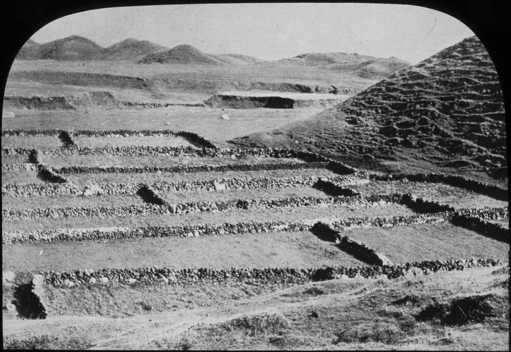 Potato patches