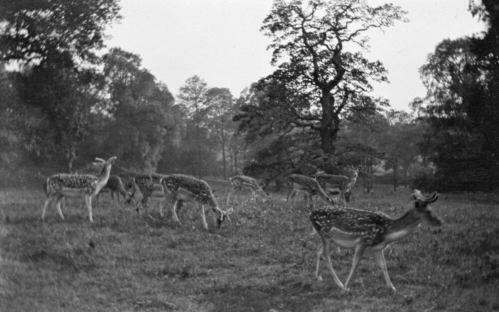 Richmond Park: Deer