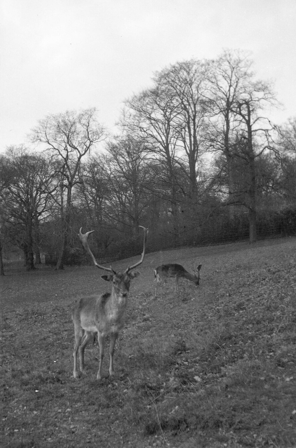 Richmond Park: Deer