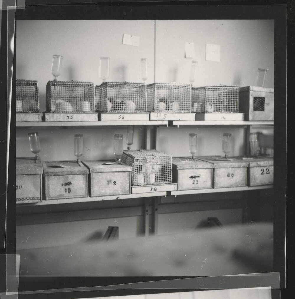 Numbered metal cages housing laboratory rats, Melbourne Department of Psychology, 'Tin Hut' laboratory, Tin Alley