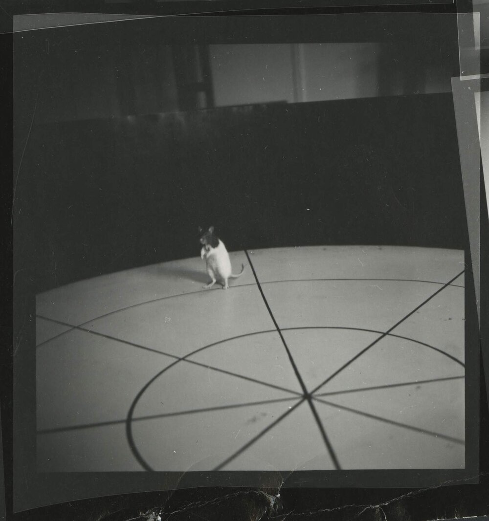 Hooded rat on hind legs, University of Melbourne Department of Psychology, 'Tin Hut' laboratory, Tin Alley