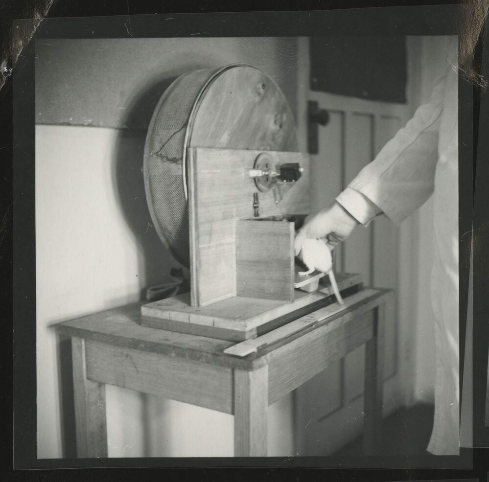 Hooded rat and laboratory equipment, University of Melbourne Department of Psychology, 'Tin Hut' laboratory, Tin Alley