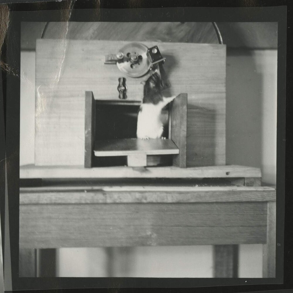 Hooded rat and laboratory equipment, University of Melbourne Department of Psychology, 'Tin Hut' laboratory, Tin Alley