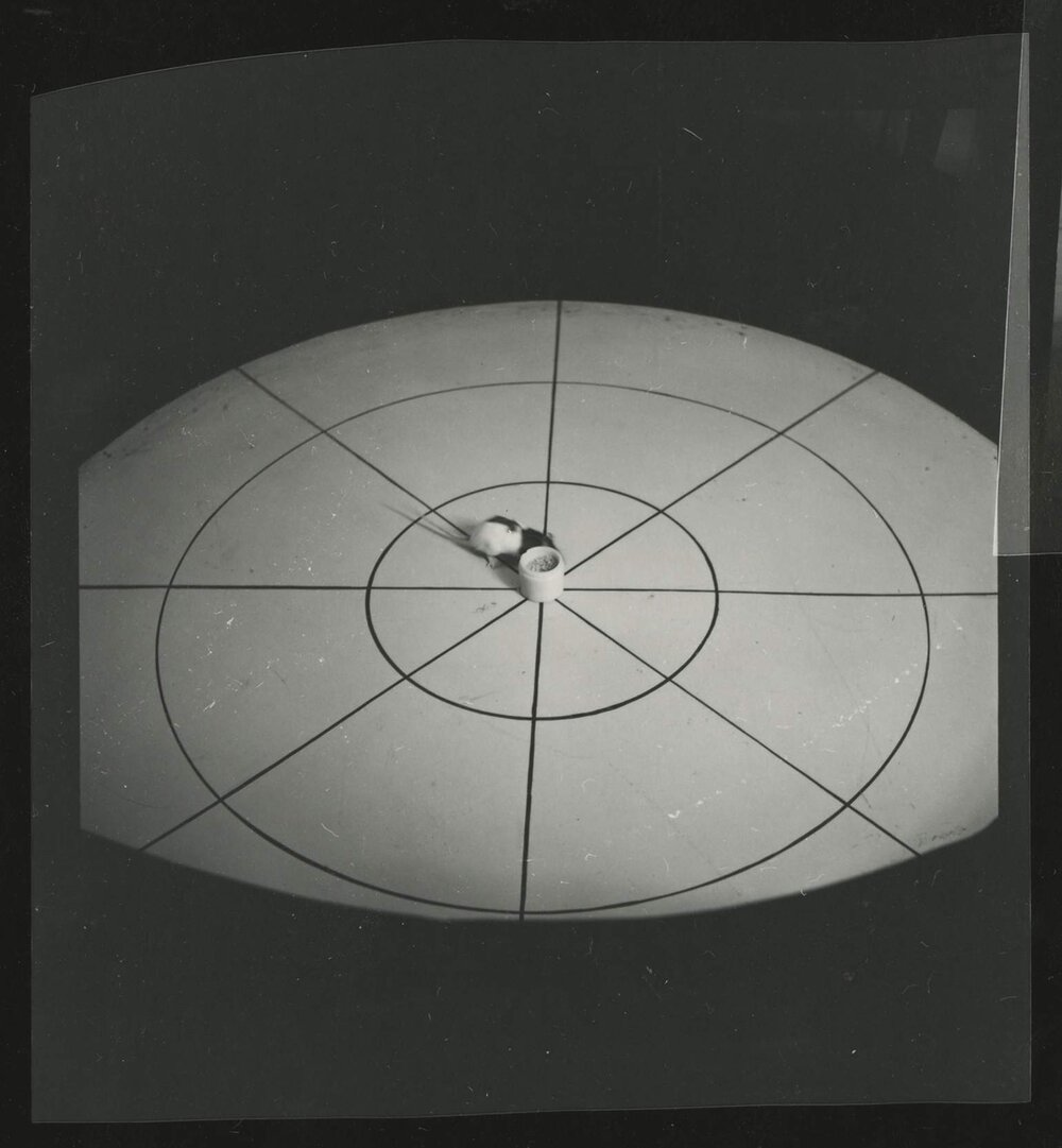 Hooded rat and laboratory equipment, University of Melbourne Department of Psychology, 'Tin Hut' laboratory, Tin Alley