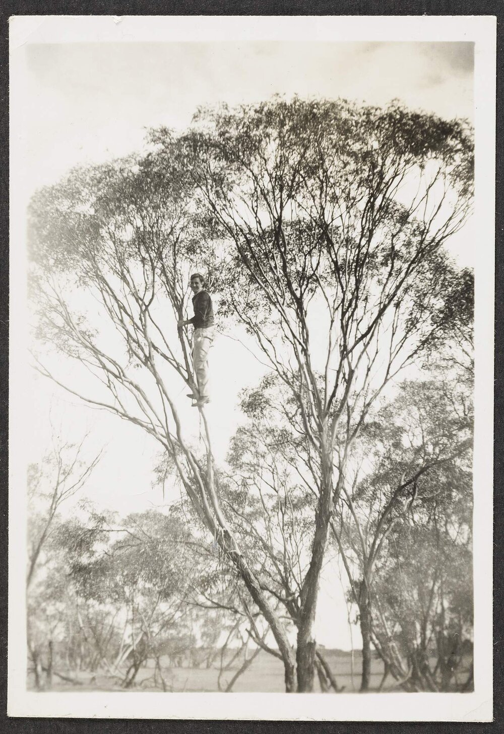 [Photograph: Mildura Campus: Eucalyptus Gracilis]