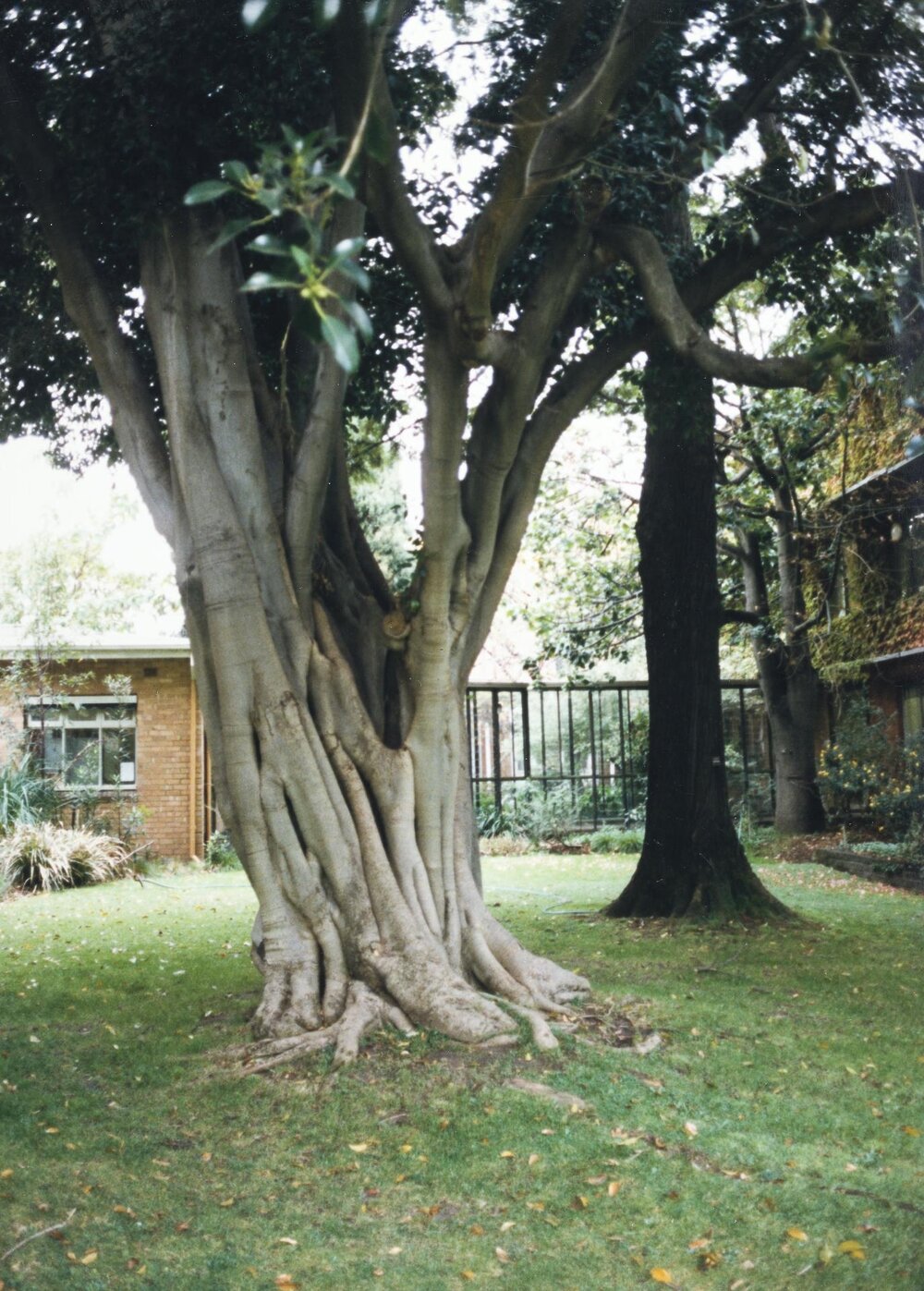 System Garden, University of Melbourne, May 1986.