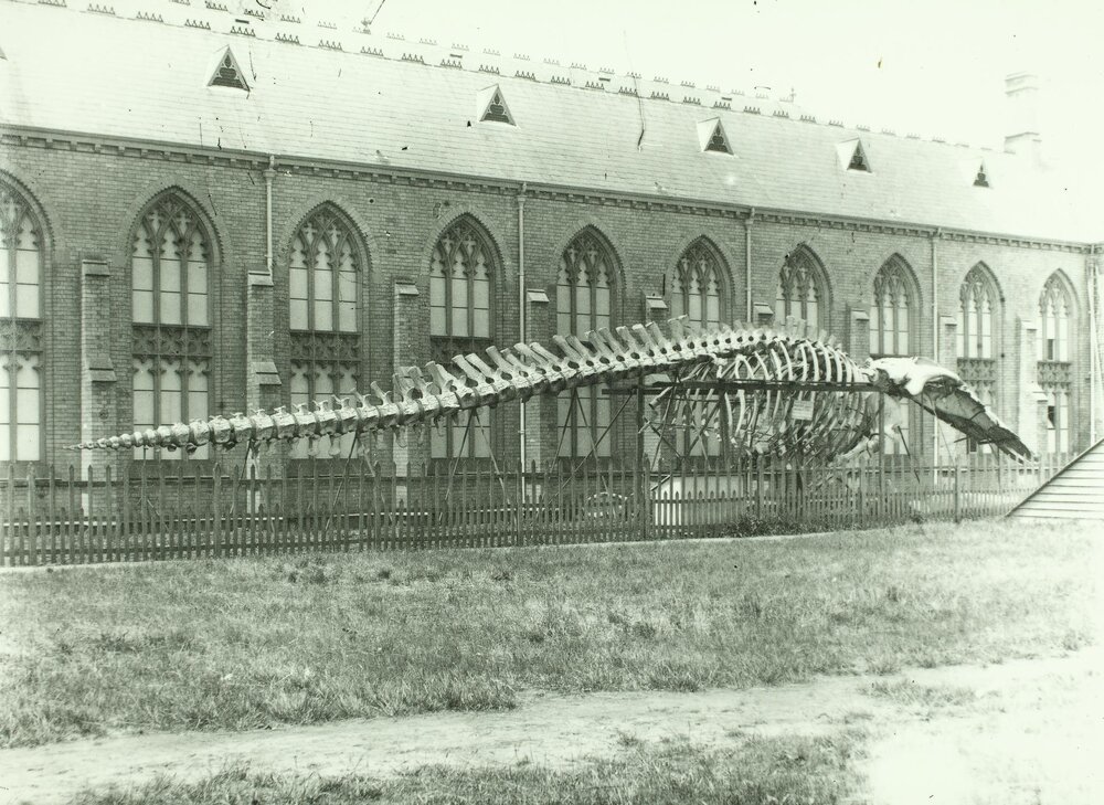 Whale skeleton behind National Museum, University of Melbourne, 1862-1899.