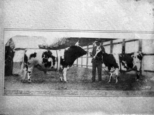 A champion bull and cow being held by an unidentified man.