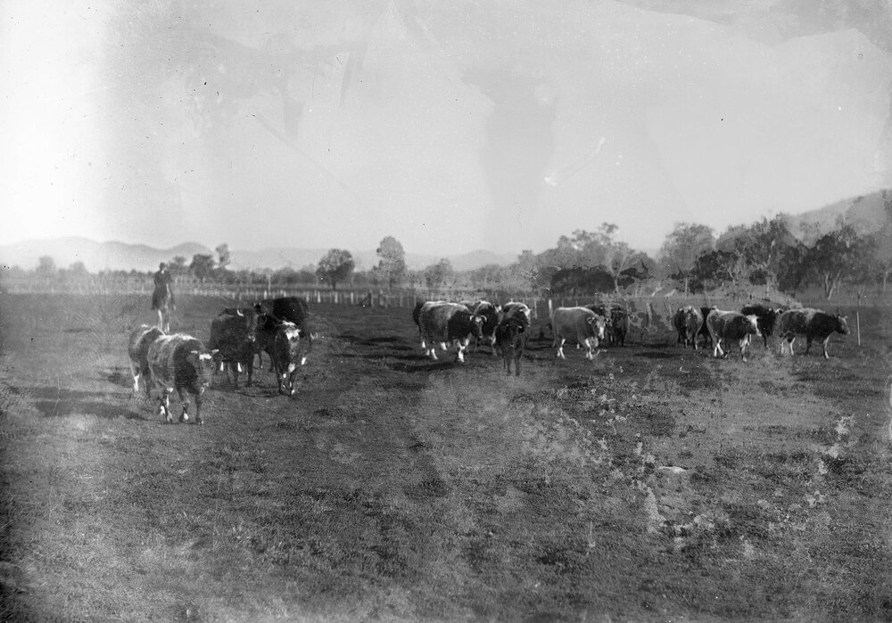 Cattle in paddocks near Benalla.