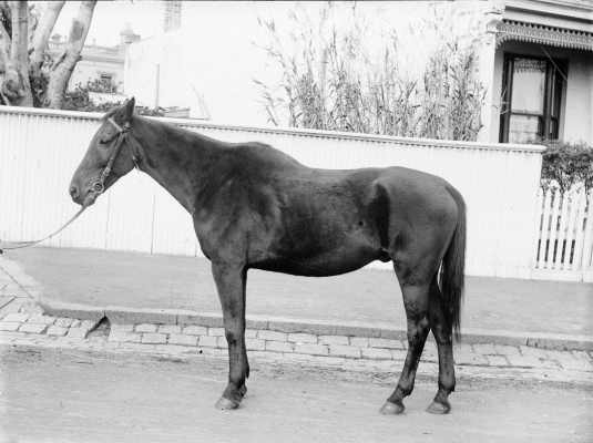 A horse in a residential street.