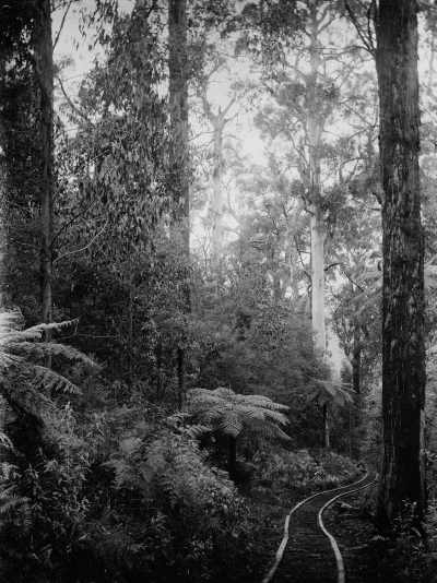 A timber milling tram track in an unidentified temperate rainforest.