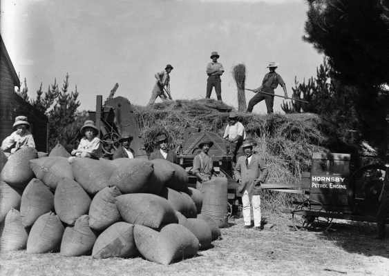 Men cutting and bagging wheat or chaff using a Hornsby engine.