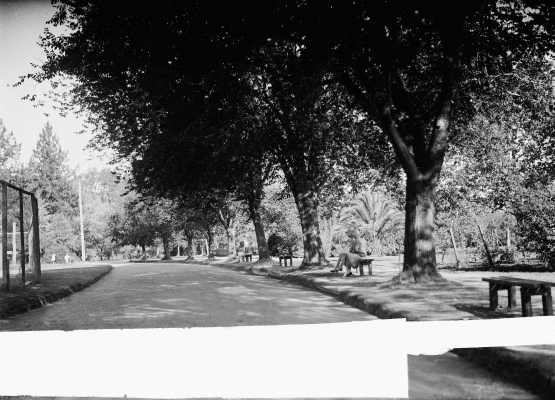 A view of part of the Benalla Botanical Gardens.
