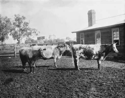 Dairy cows in a yard outside a timber building.