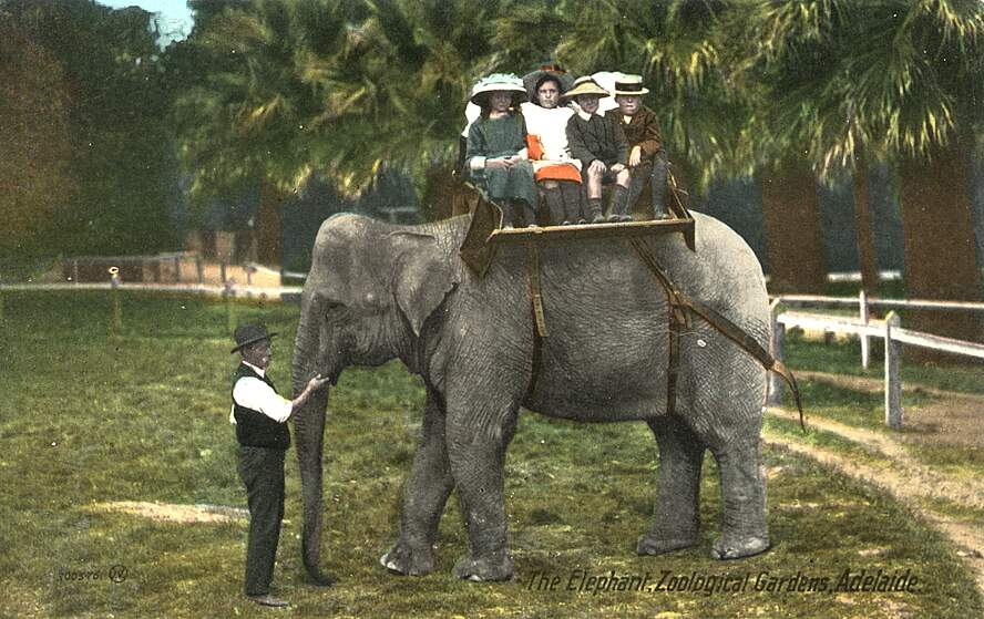 The Elephant, Zoological Gardens, Adelaide.