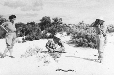 Shooting black tiger snake.