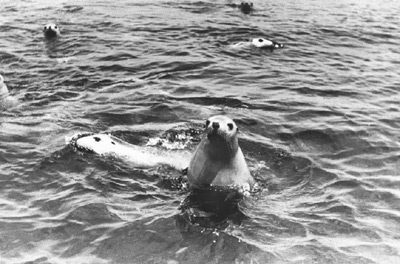 Seals, Little English Island.
