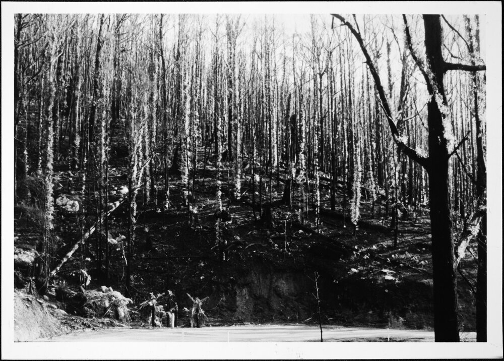 Ash Wednesday - bushfires