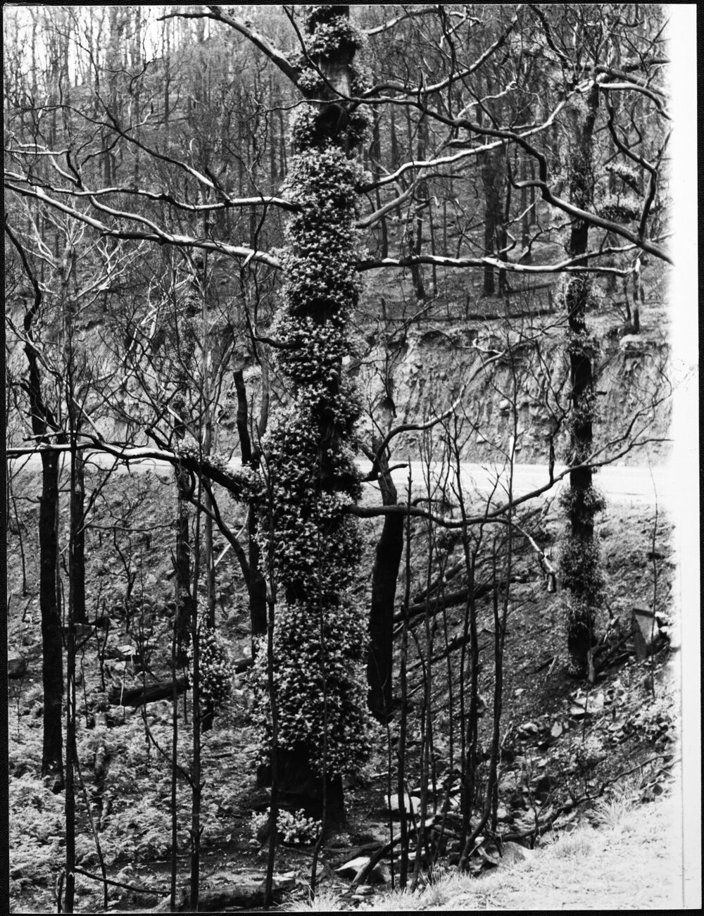 Ash Wednesday - bushfires