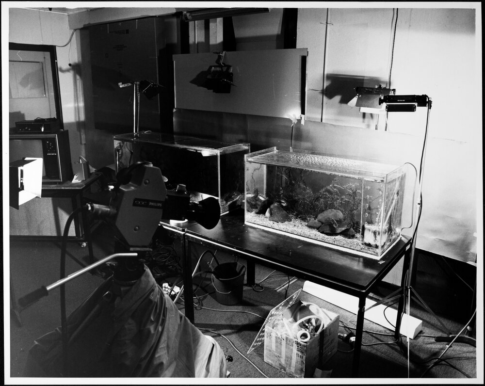 Audio Visual Service. Photographing fish