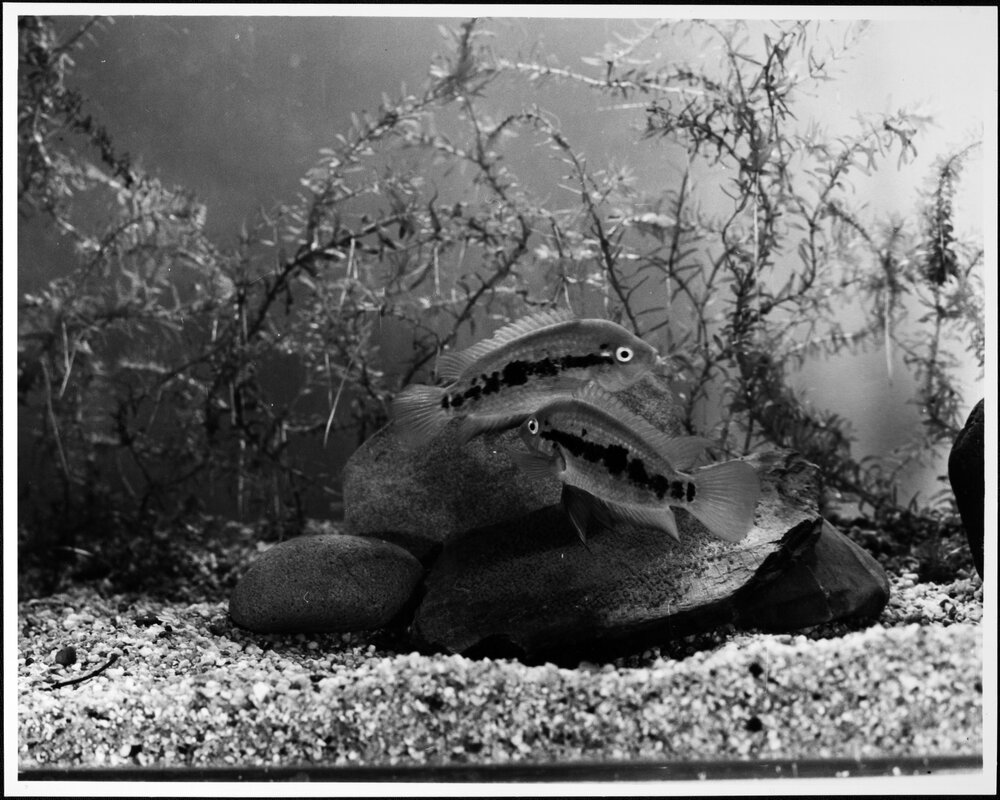 Audio Visual Service. Photographing fish