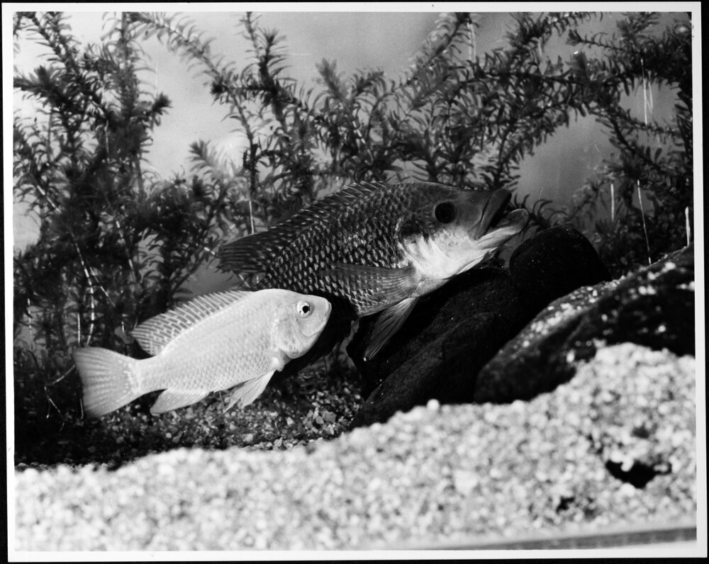 Audio Visual Service. Photographing fish