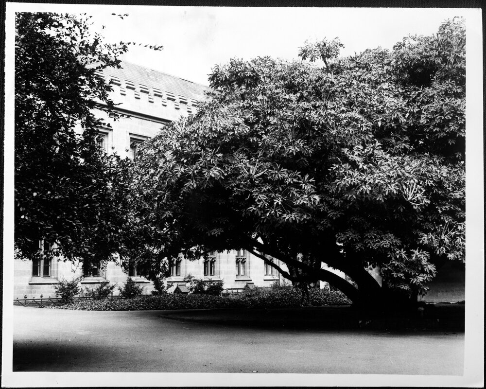 Law School from Cussonia Court. 1975
