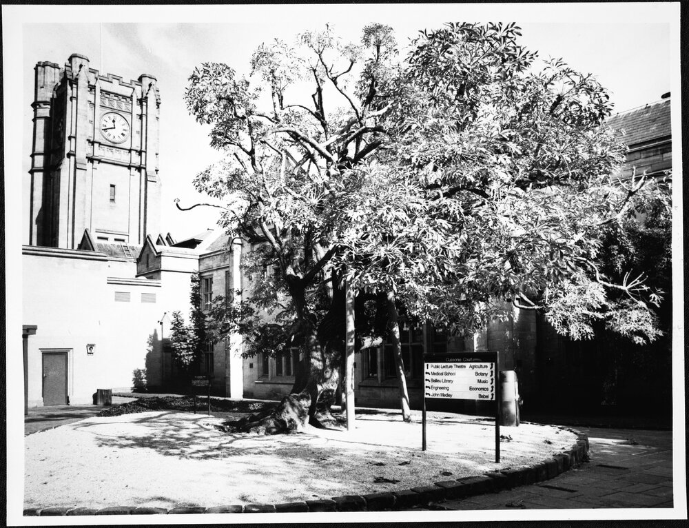 Old Arts Building, Cussonia Court